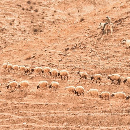 Sheep in Israel